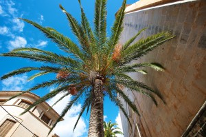 Santanyi Town property with palm.